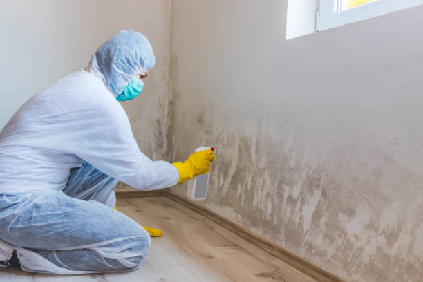 Licensed Mold Inspection service in Reading, PA - WQB Mold Removal