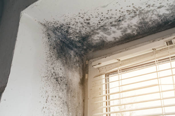 Affordable Mold Inspection solutions in Reading, PA