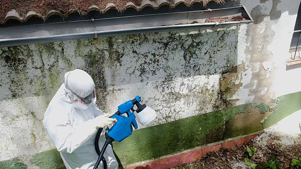 Top rated local Mold Inspection specialists in Reading, PA